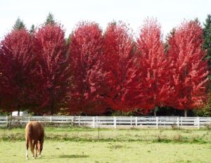 Horse vs. Cow Digestion - The Holistic Horse